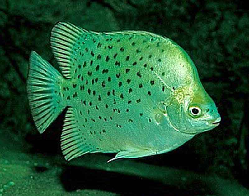 green scat fish