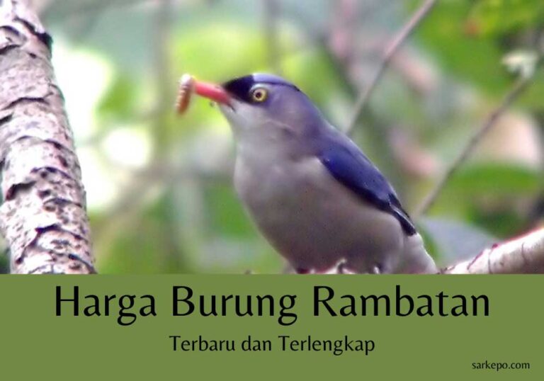 harga burung rambatan