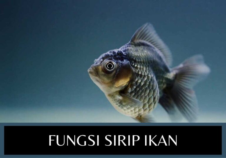 fungsi sirip ikan