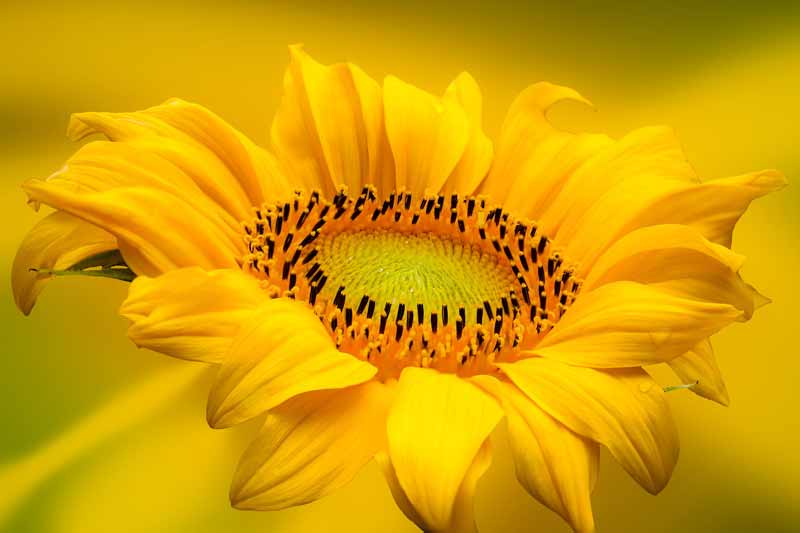 warna bunga matahari