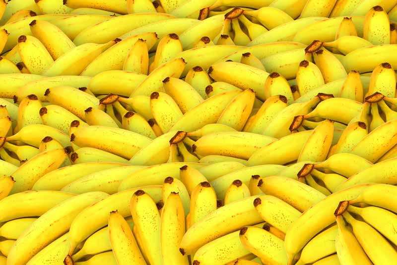 warna pisang
