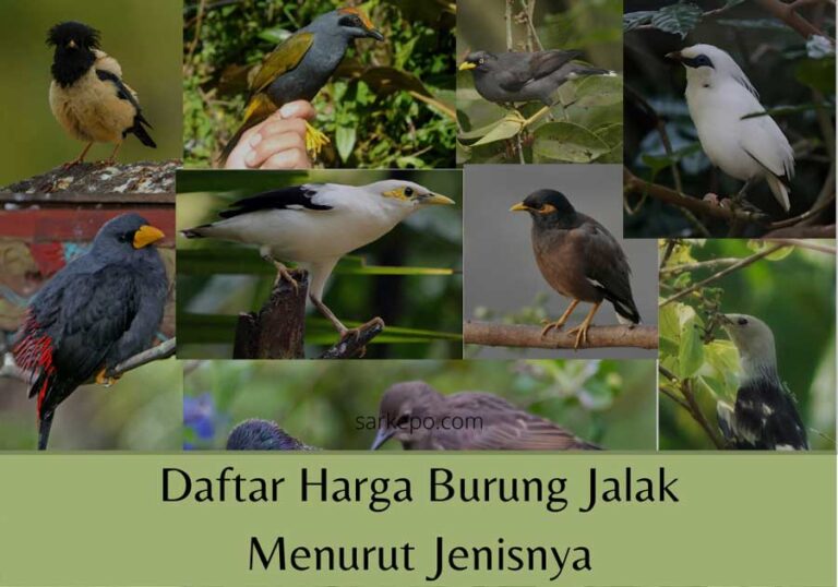 harga burung jalak