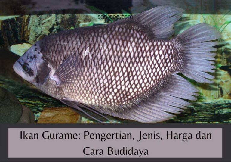 pengertian ikan gurame