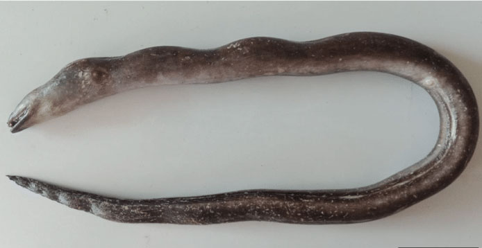 belut gymnothorax dorsalis