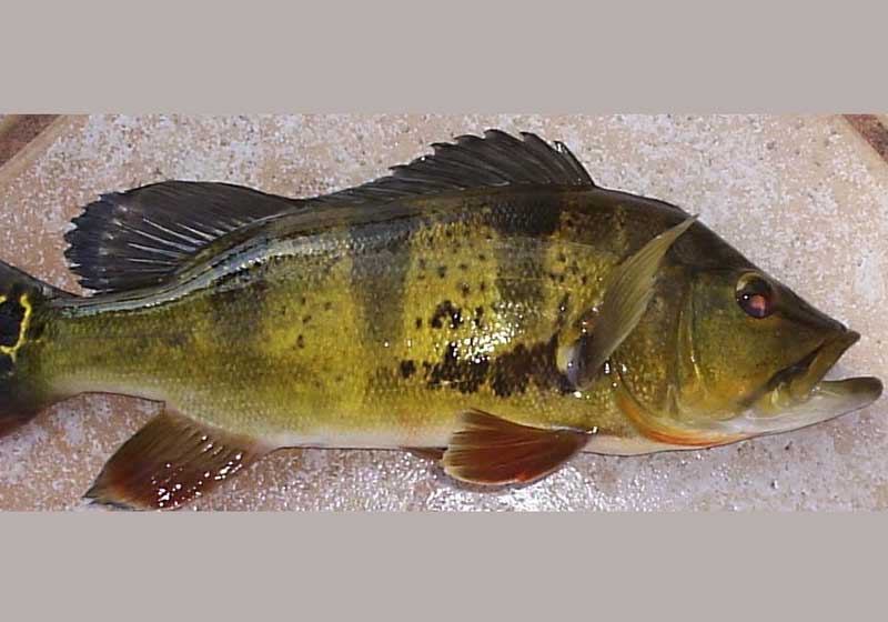 monoculus peacock bass