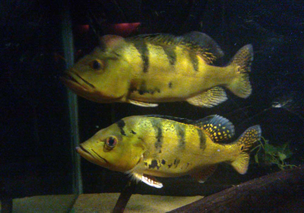 yellow peacock bass