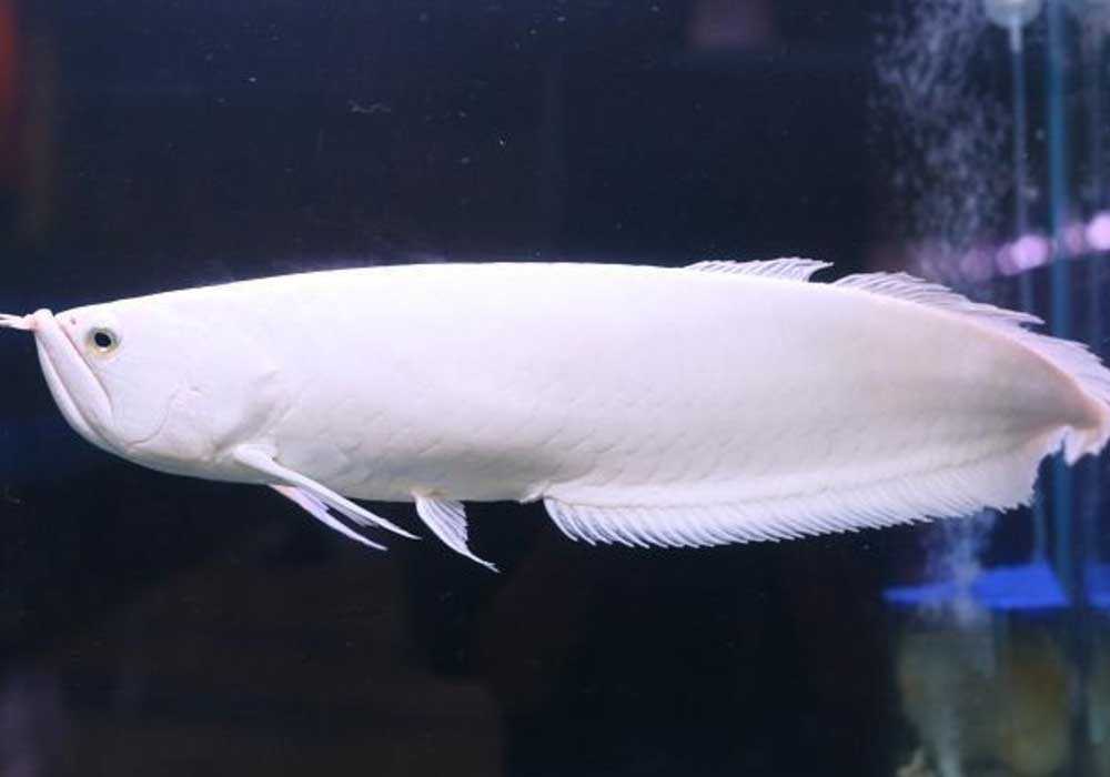 ikan arwana albino