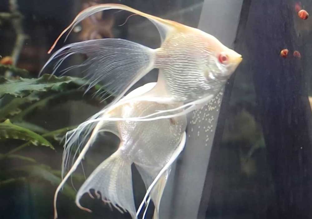 ikan manfish albino