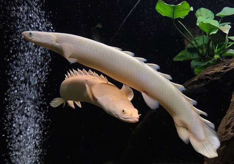 ikan palmas albino